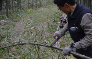 Todd and Hagino 15:11:23 bamboo picking up at ishida Farm