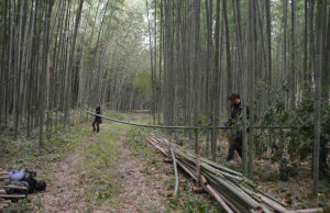 Todd and Hagino 15:11:23 bamboo picking up at ishida Farm